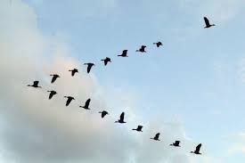 The V-formation that birds fly is is just one example of "limbic resonance"